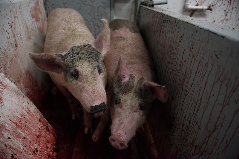 Más de 2 mil millones de animales fueron matados