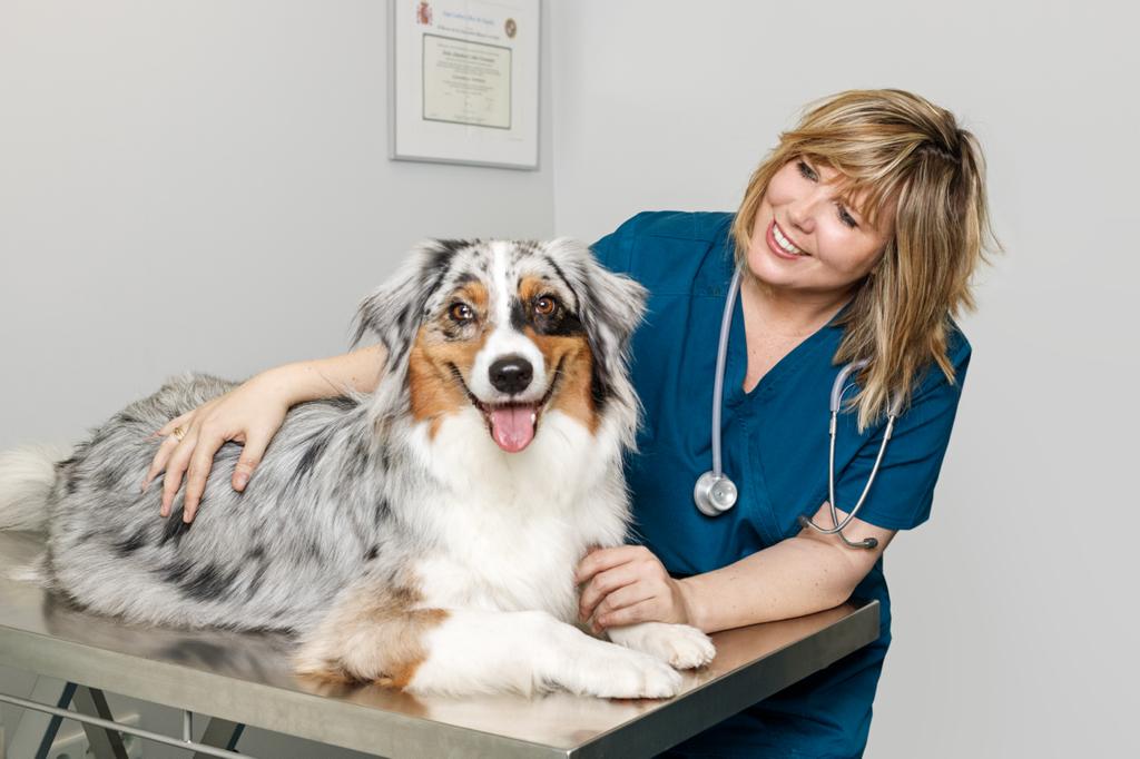 Otitis en perros: una señal dermatológica