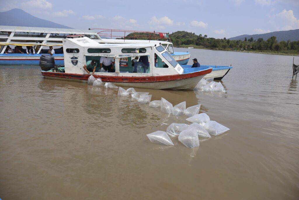 Fortalecen la restauración del Lago de Pátzcuaro
