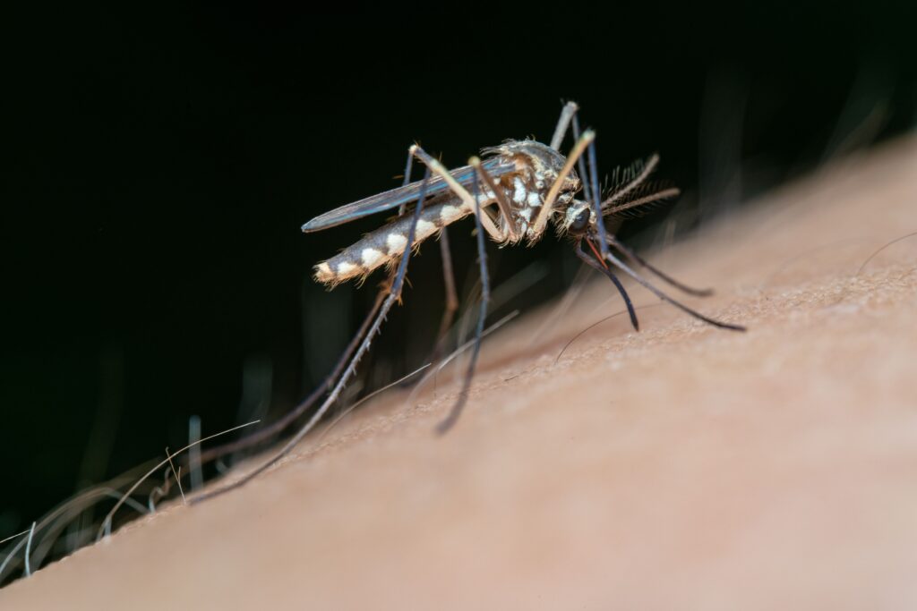 Debe AL prepararse antes del próximo brote de dengue