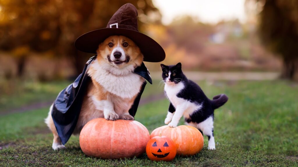 7 errores a evitar para proteger piel de tu perro o gato
