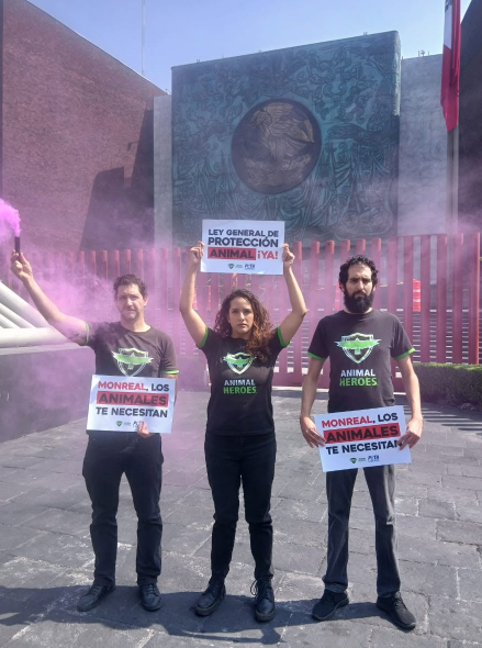 Exigen aprobar Ley General de Protección Animal