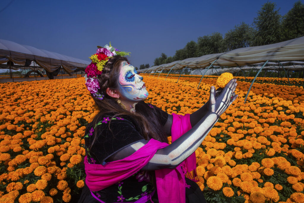 Xochimilco y Tláhuac: productores de cempasúchil 