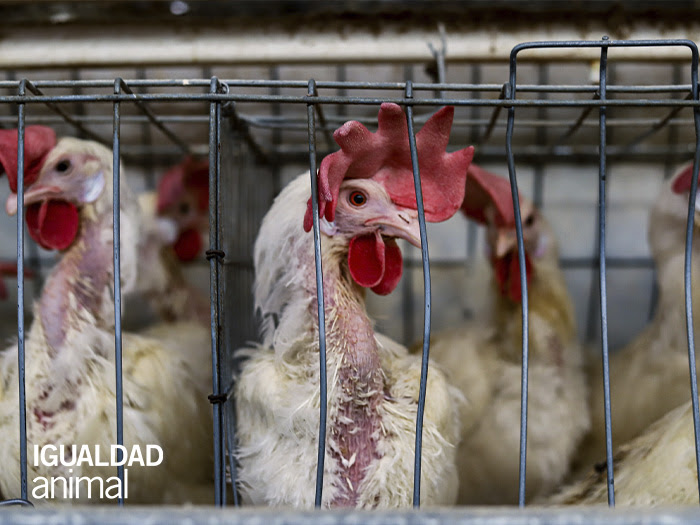 Sustitutos vegetales ante la industria avícola