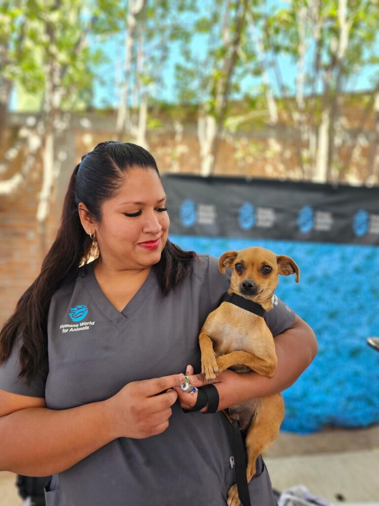 Cinco maneras de mejorar el bienestar de los animales