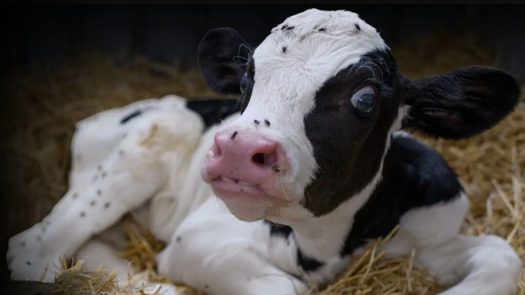 Exigen a diputados aprobar Ley de Bienestar Animal