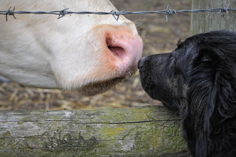 Día Mundial de los Animales: un día para todos