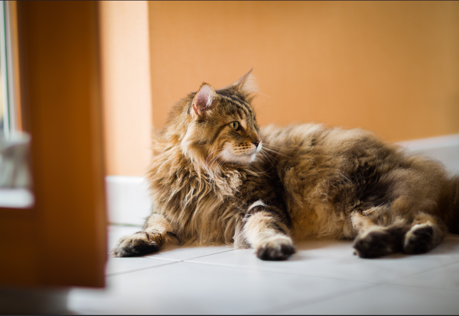 Uso responsable de medicamentos veterinarios