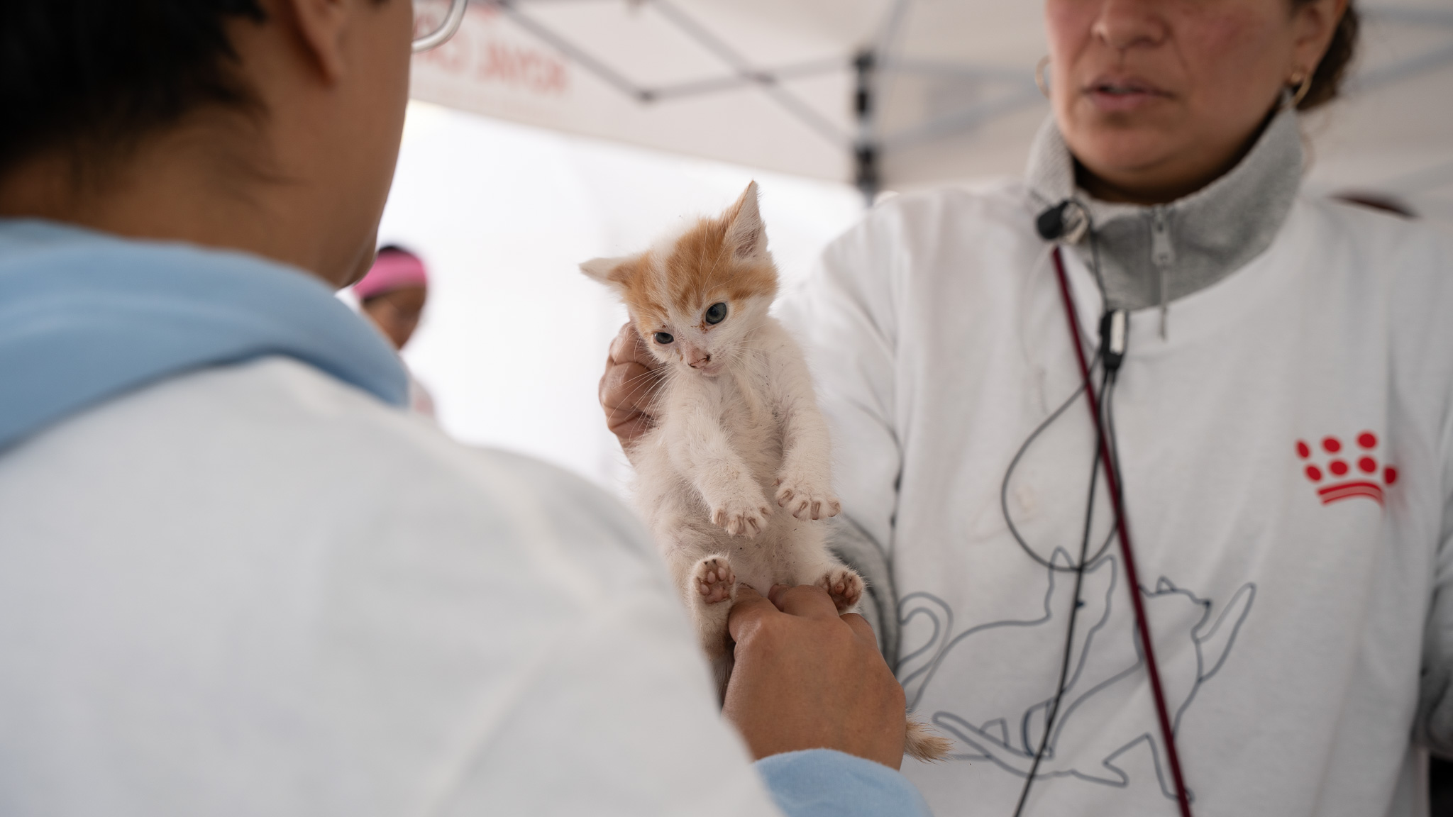 Unen esfuerzos para atender a gatos ferales
