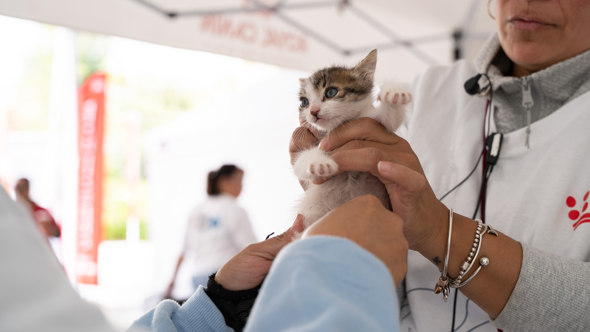 Unen esfuerzos para atender a gatos ferales